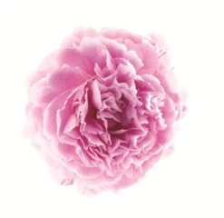 Klorane Gel-crema Idratante Alla Peonia 200ml -BioNike Online klorane gel crema idratante alla peonia 200ml 3 1637842590